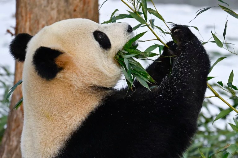 Giant pandas return for public viewing in DC