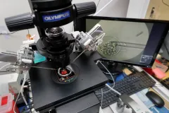 Trump IVF order draws criticism from anti-abortion activists