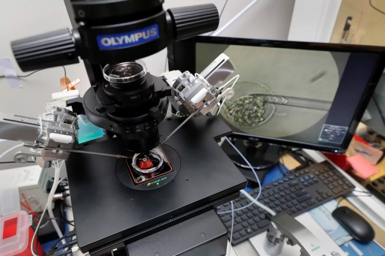 Trump IVF order draws criticism from anti-abortion activists