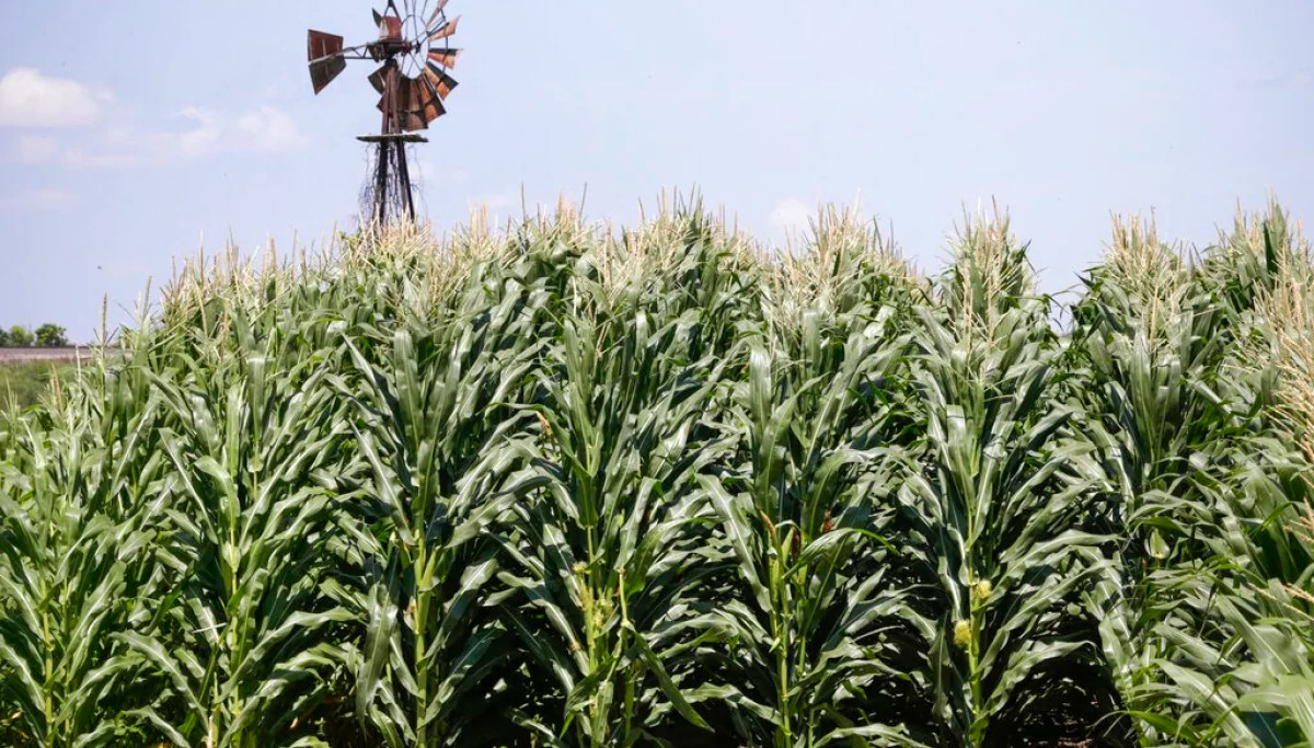 Farmers have gotten ‘astronomical’ $43 billion in subsidies directly from Trump administration