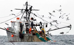 US shrimp industry hails ‘Liberation Day’ tariffs as saving domestic shrimpers