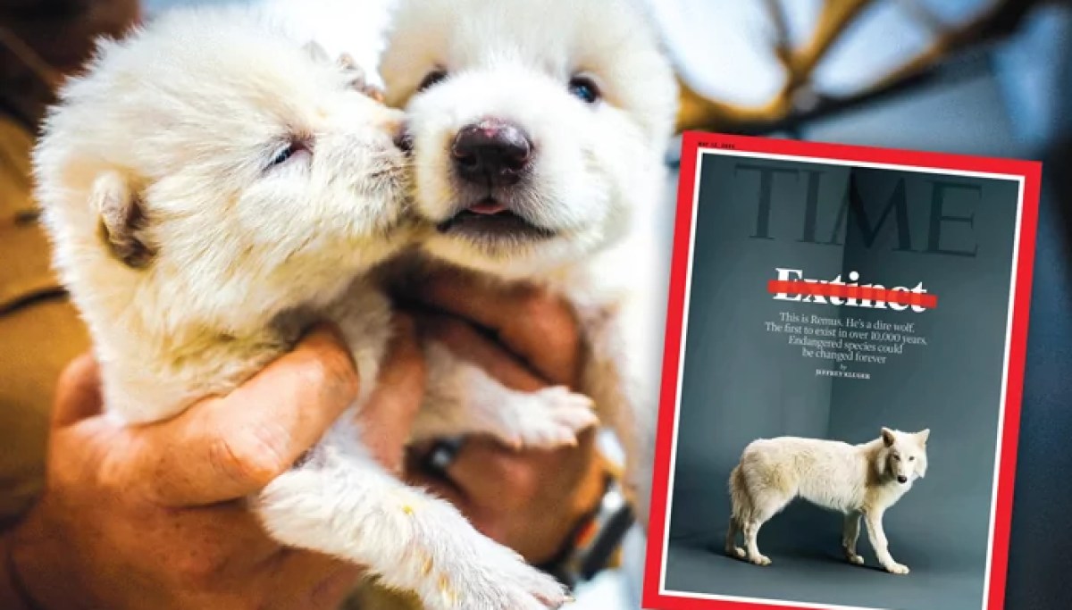 More like dire frankenwolves