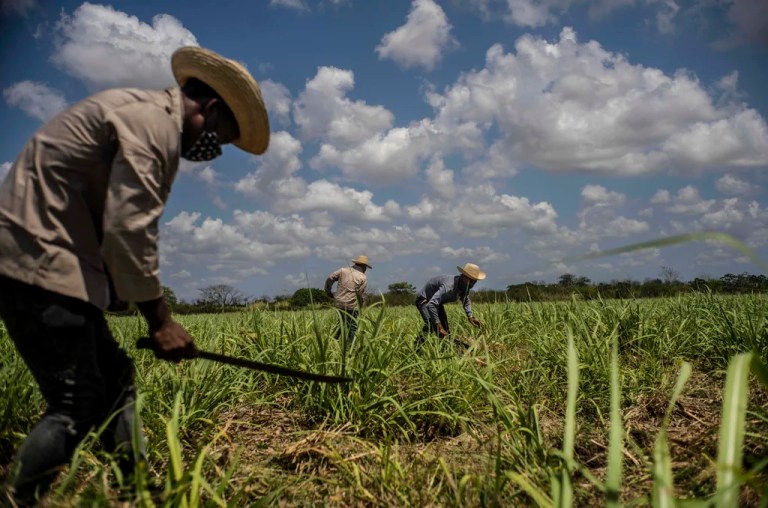 Historic sugar shortage in Cuba threatens worldwide rum supply