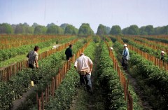 Past is prologue: Immigrant crackdowns lead to labor shortages