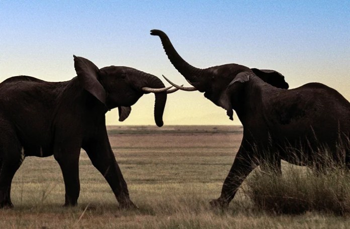 Kamala Harris and the San Diego elephants