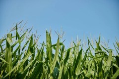 Corn – the balanced story behind America’s crop