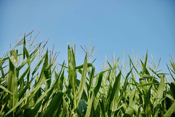 Corn – the balanced story behind America’s crop