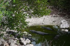 Noem approves money for Florida’s ‘Alligator Alcatraz’ detention center