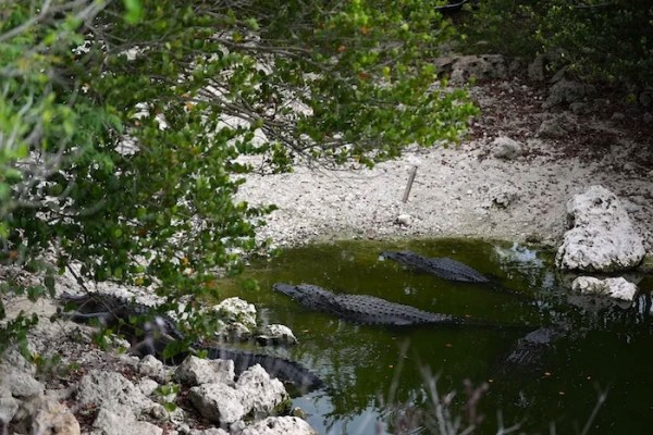 Noem approves money for Florida’s ‘Alligator Alcatraz’ detention center
