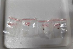 ‘Agroterrorism’ fungus was first smuggled into US in 2022 inside Chinese national’s boots