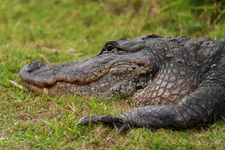 Florida proposes large immigrant detention center in the Everglades dubbed ‘Alligator Alcatraz’
