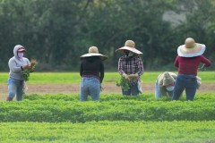 Republicans call for ICE to stop arresting noncriminal illegal immigrants