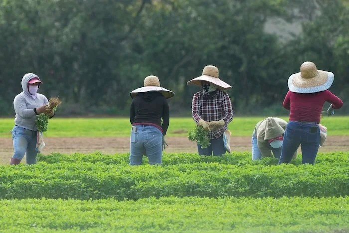 Farmworkers harvest a field, Thursday, Jan. 30, 2025, in Homestead, Florida.