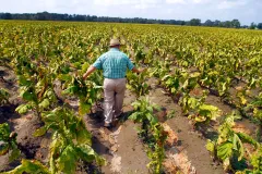 Trump USDA declines to defend Biden-era race-based farmer assistance programs