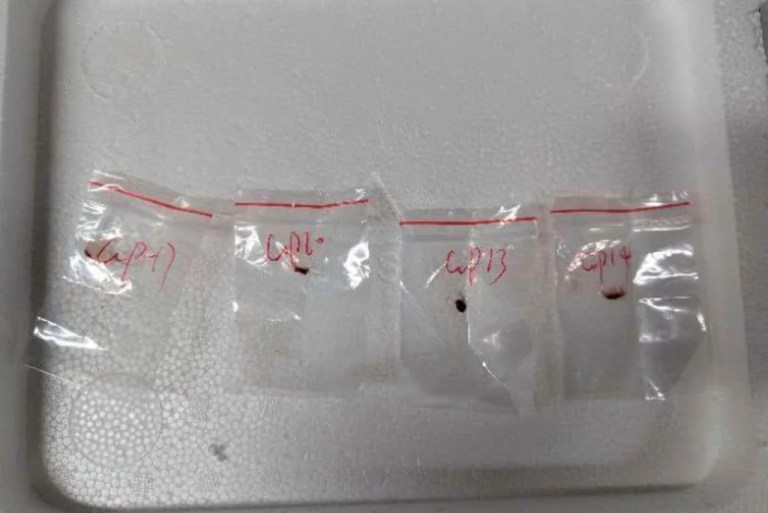 This image provided by United States District Court For The Eastern District Of Michigan shows toxic plant pathogens