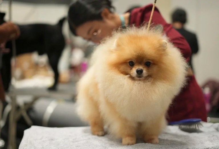 Report shows $57 million in DOD funding for dog and cat experimentation despite Trump orders against practice