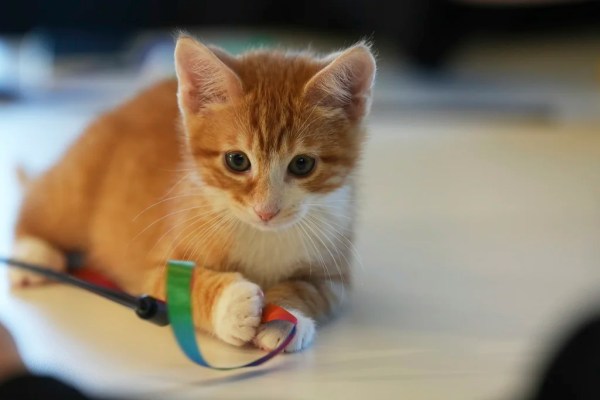 NIH defends use of ‘deadly’ experiments on cats