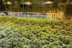 Chinese are funding illegal marijuana operations across Maine, Collins charges