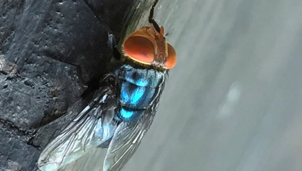 Minnesota scores massive contract to help Texas get screwworm crisis under control