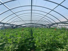 California’s marijuana market: From high hopes to ‘complete failure’