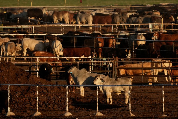 0 million facility to protect Texas cattle, wildlife from screwworm threat