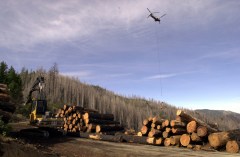 Trump USDA advances plan to ax logging protections for 44 million acres of national forests