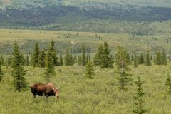 Alaska and Permitting Council partner to fast-track energy projects
