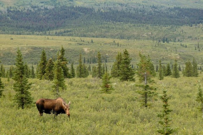 NPCA calls for national parks to close if government shuts down