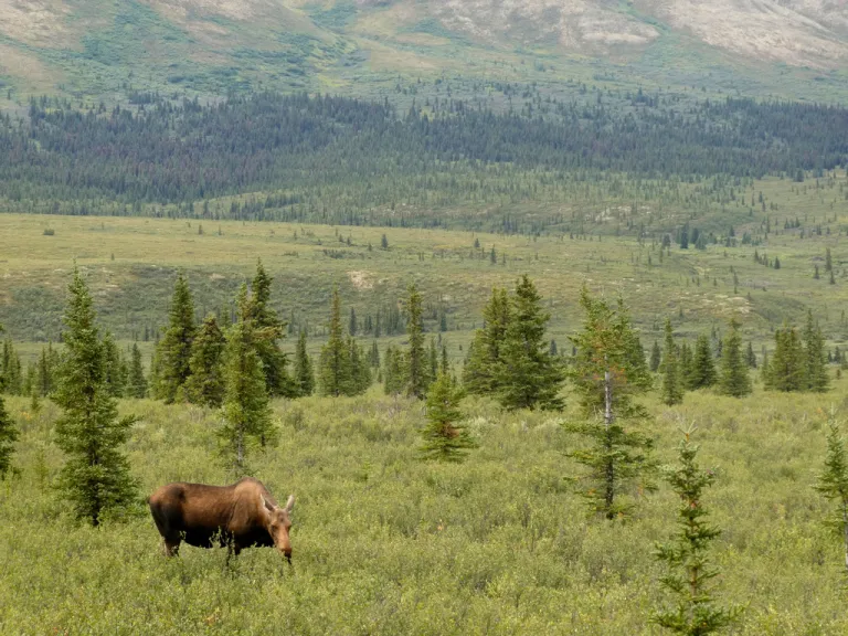 Alaska and Permitting Council partner to fast-track energy projects