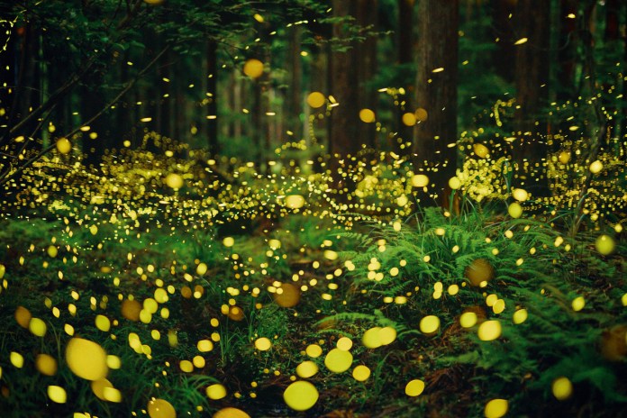 summer fireflies