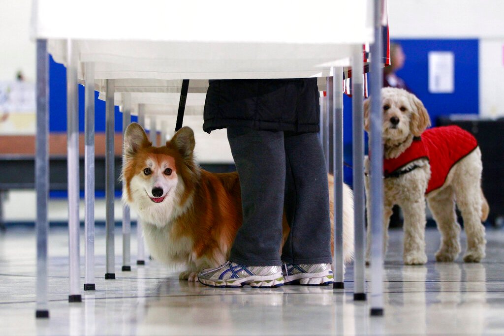 NextImg:Dog owner faces jail time after pet's vote counted in CA election