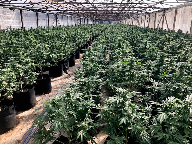 This photo provided by the San Diego County Sheriff's Department shows an illegal marijuana grow in an unincorporated area of Valley Center northeast of San Diego County on Friday, June 25, 2021. Authorities raided the illegal marijuana farm seizing 15,000 plants and 9 1/1 pounds of pot products with an estimated street value of more than $7.5 million, authorities said. Detectives also detained seven people during the operation according to a statement from the Sheriff's Department.
