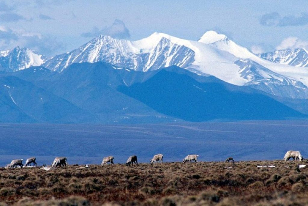 Senate votes to undo Biden-era production curbs in Alaska’s National Petroleum Reserve