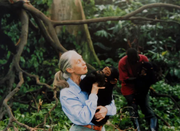 Jane Goodall, 1934-2025 2 Jane Goodall, English primatologist, ethologist, and anthropologist, with a chimpanzee in her arms, c. 1995 (Photo by Apic/Getty Images)