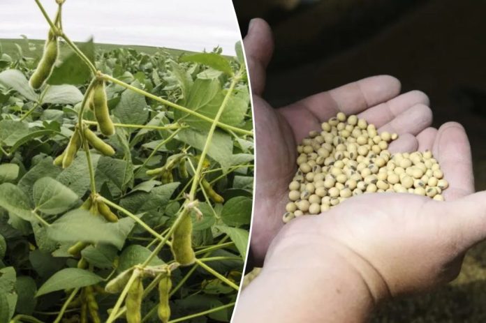 Trump announces China will resume purchases of ‘large, tremendous amounts of soybeans’ Trump announces China will resume purchases of ‘large, tremendous amounts of soybeans’