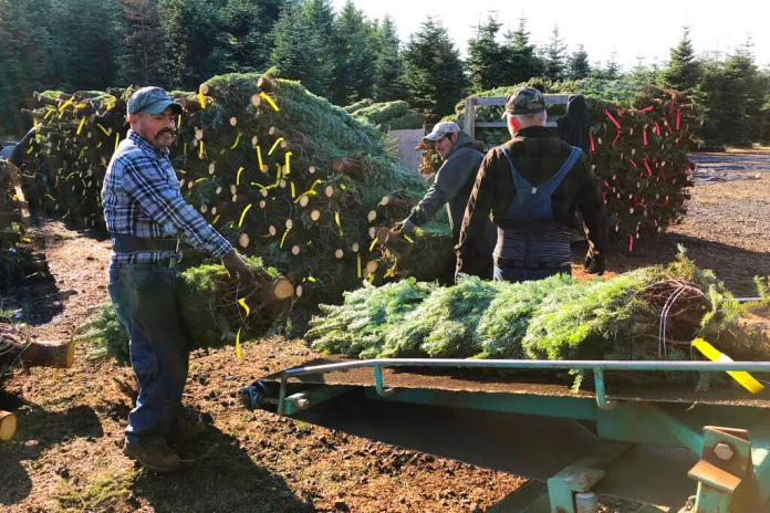 In this Dec. 5, 2019 photo, workers — most of them from Mexico — load Christmas trees onto a truck at Hupp Farms in Silverton, Ore. On Wednesday, Dec. 11, 2019, the U.S. House passed a bill that would loosen restrictions on hiring foreign agricultural workers and create a path to citizenship for more than 1 million farm workers estimated to be in the country illegally. The bill's fate in the Senate is unclear, and the White House hasn't said if President Donald Trump would sign it. But the 260-165 vote was a rare stroke of bipartisanship on immigration. (AP Photo/Andrew Selsky)