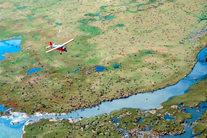 A plane flies over caribou in Alaska.