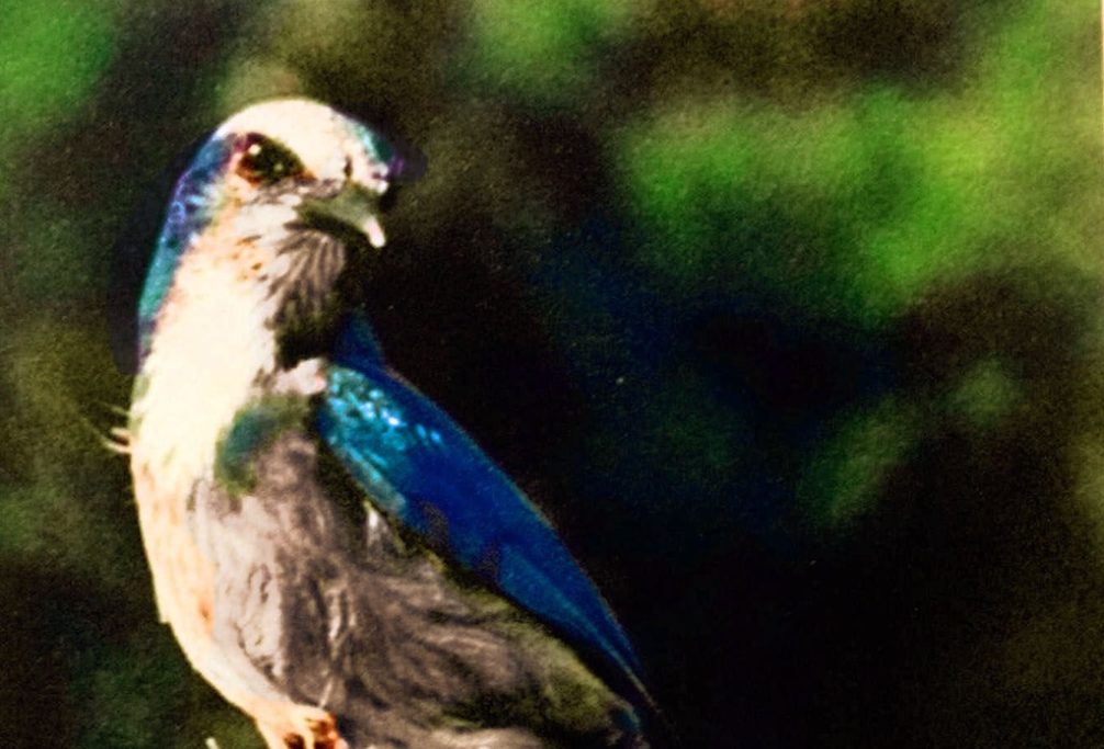 To the government, endangered animals trump property rights and the Constitution