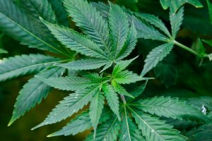 Schedule III marijuana and the harm to the American family
