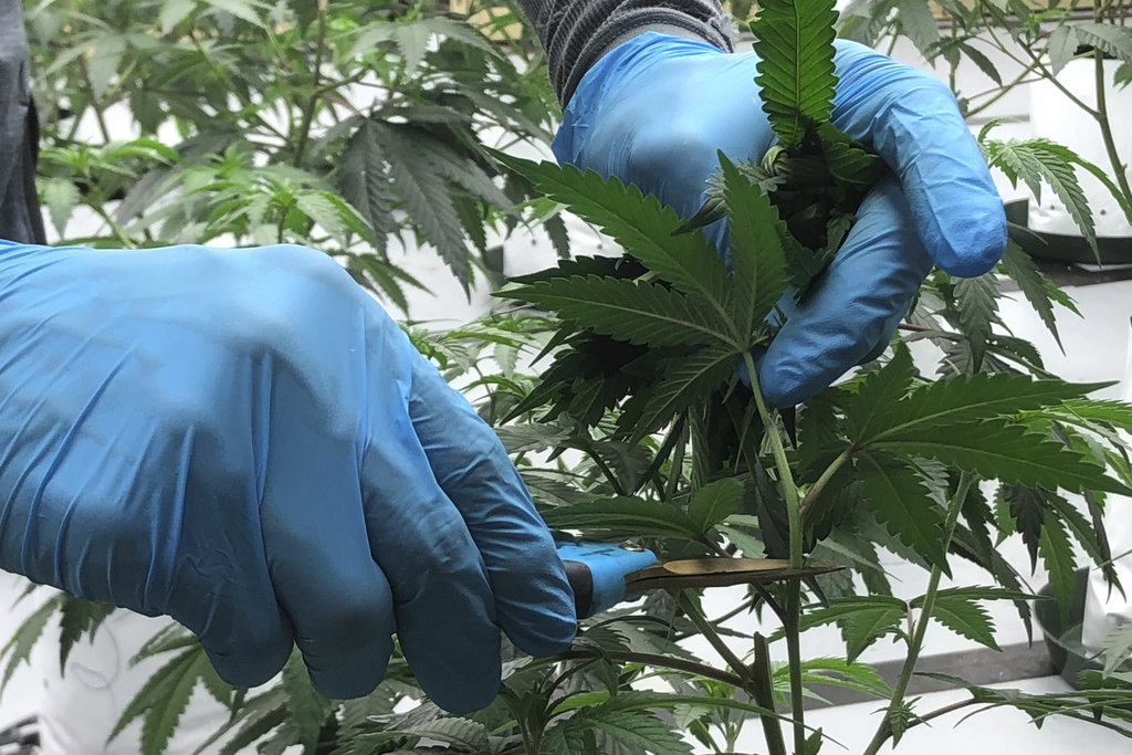 DOT realizes road safety a concern with marijuana rescheduling