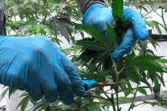 DOT realizes road safety a concern with marijuana rescheduling