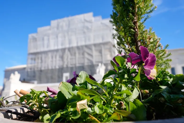 With flowers in the foreground, construction on the front of the Supreme Court continues.