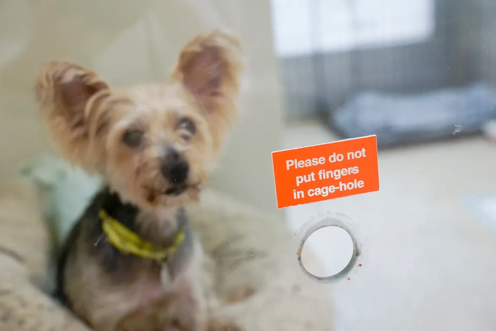 A dog being cared for at the ASPCA adoption center sits behind a treat hole in her kennel.