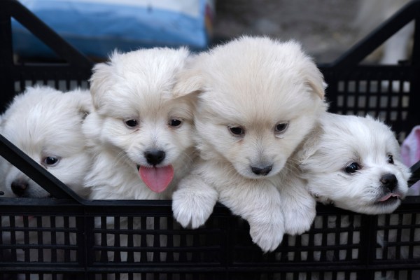 The pet industry’s predatory lender