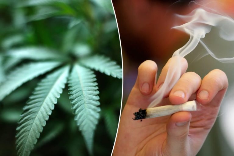 A collage of a marijuana plant and a hand holding a smoking joint.