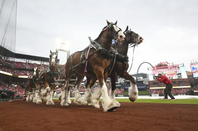 Budweiser Clydesdales
