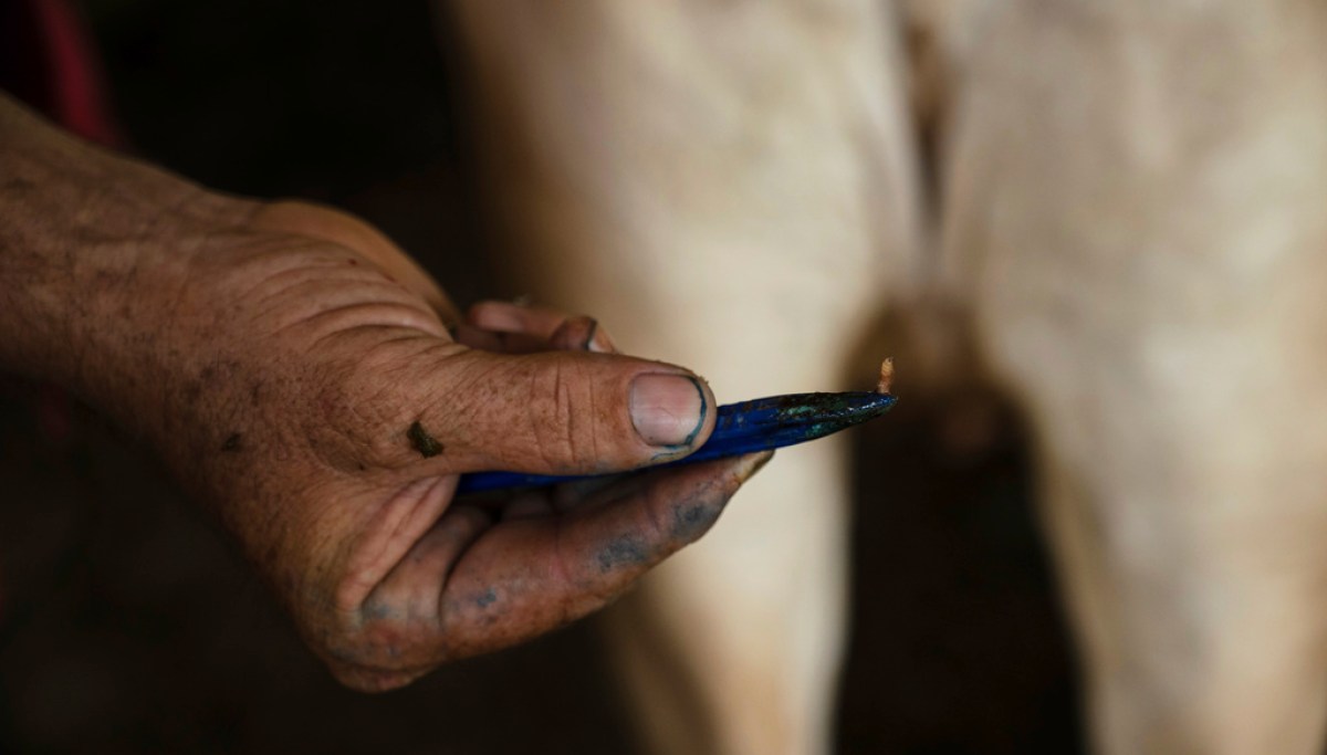 Texas prepares for looming screwworm outbreak: ‘There’s not a magic bullet’