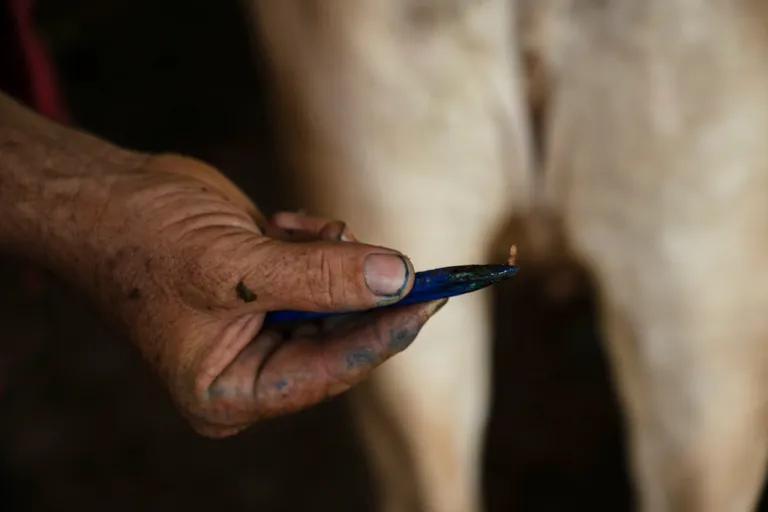 Alfredo Chavez, a cattle rancher and livestock technician, shows New World screwworm larvae removed from a cow at his ranch in Cintalapa, Chiapas, Mexico, Wednesday, July 23, 2025, amid an infestation that led the U.S. to suspend cattle imports over fears the pest could reach the border.