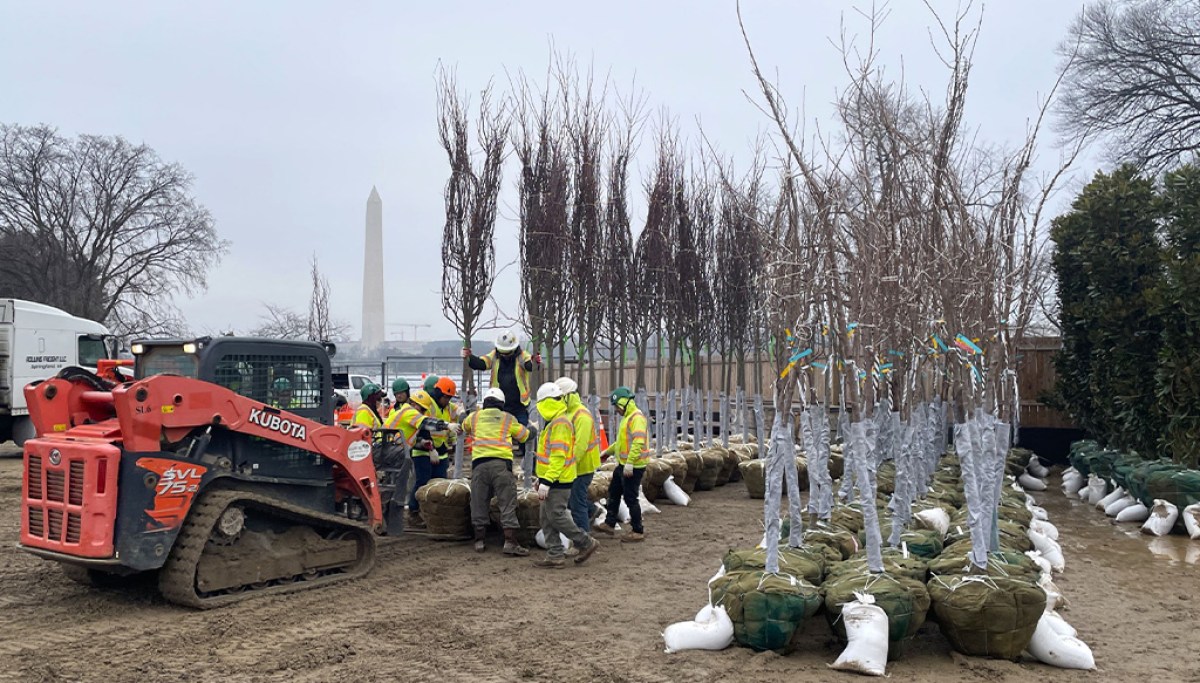“A Symbol of Friendship: Japan Donates 250 Beautiful Cherry Blossom Trees for DC Planting”