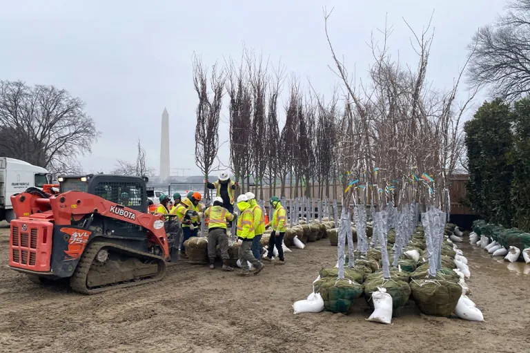 trees being planted